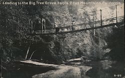 Leading to the Big Tree Grove, Santa Cruz Mountains California Postcard Postcard Postcard