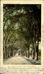 Hawthorne Street Postcard