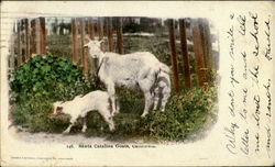 Santa Catalina Goats Santa Catalina Island, CA Postcard Postcard