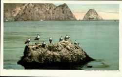 Seagulls Waiting For Breakfast Postcard