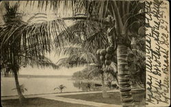Palm Beach Postcard