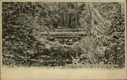 Bridge At Roaring Brook Postcard
