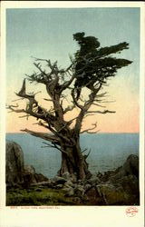 Witch Tree Monterey, CA Postcard Postcard