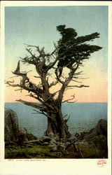 Witch Tree Postcard