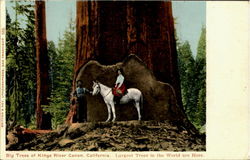 Britton & Rey. Lithographers Postcard