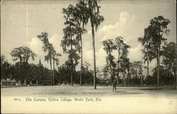 The Campus, Rollins College Postcard