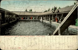 The Swimming Pool Royal Palm Hotel Postcard