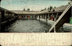 The Swimming Pool Royal Palm Hotel Miami, FL Postcard Postcard