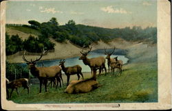 The Elks, Golden Gate Park Postcard