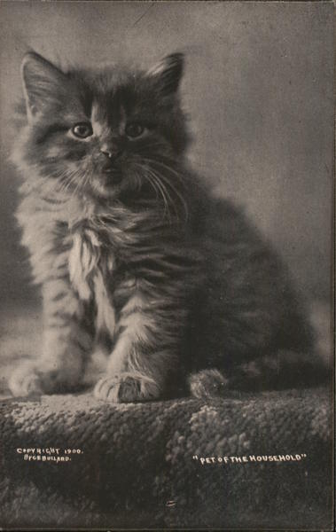 Pet of the Household Cats