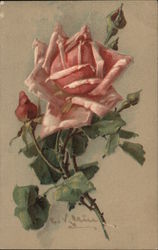 Rose Flowers C. Klein Postcard Postcard Postcard