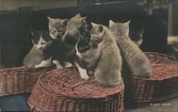 Litter of Kittens on Upside Down Baskets Postcard