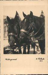 Noon Races - Two Horses Wearing Hames Pulling a Wagon Postcard