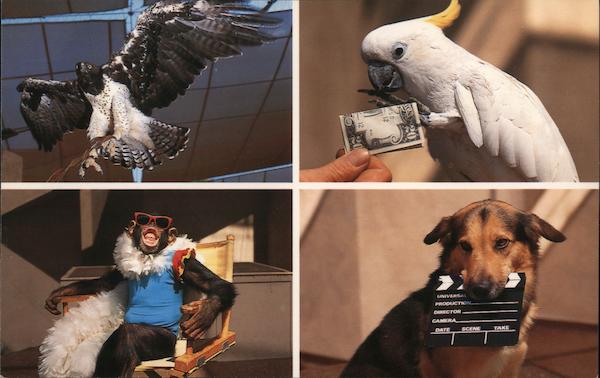 Animal Actors Stage Orlando Florida