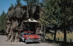 Giant Cedar Stump on Highway 99, Washington Postcard Postcard Postcard