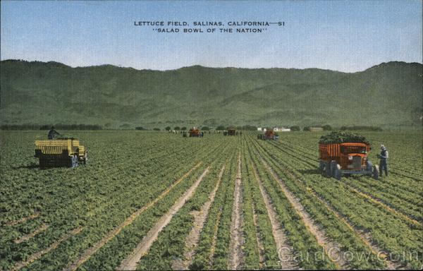 Lettuce Field Salinas California