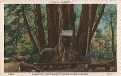 Y.M.C.A. Group - Dedicated in 1887, Big Trees Postcard