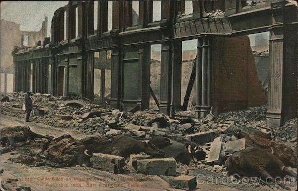 Cattle killed on Mission Street by Earthquake. April 18th, 1906 San Francisco California
