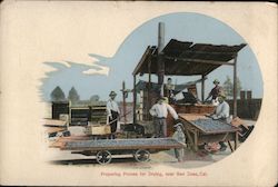Preparing Prunes For Drying Postcard
