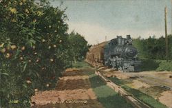 A Train Passing an Orange Grove in California Postcard