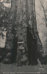 "General Sherman" Big Tree Grove Postcard
