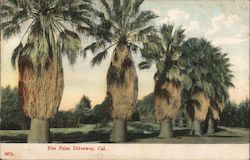 Fan Palm Driveway Postcard