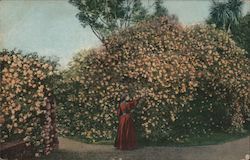 Thousands of "Gold of Ophir" Roses California Postcard Postcard Postcard