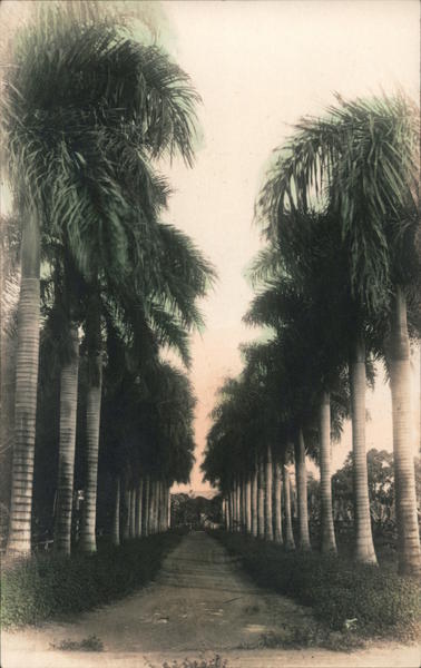 Palm tree lined Drive, Tinted Hawaii