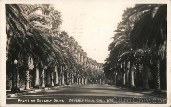 Palms on Beverly Drive Beverly Hills California