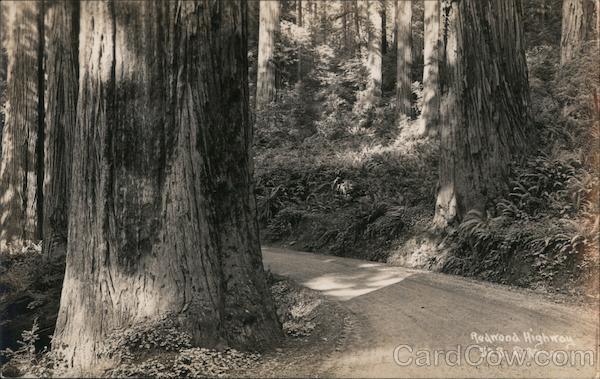 Redwood Highway California