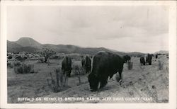 Buffalo on Reynolds Brothers Ranch Postcard