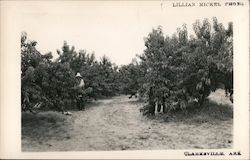 Picking Apples Clarksville, AR Postcard Postcard Postcard