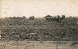 Mule Teams Hauling Beets - Union Sugar Company Postcard