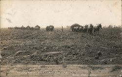 Mule Teams Hauling Beets - Union Sugar Company Betteravia, CA Aston Photo Postcard Postcard Postcard