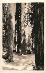 Columbian Tree, Ranier National Park Postcard