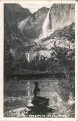 Bear in Yosemite Park Postcard