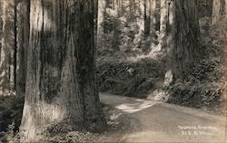 Redwood Highway California Postcard Postcard Postcard