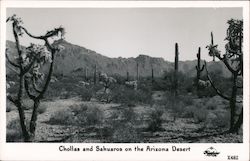 Chollas and Sahuaros on the Arizona Desert Postcard Postcard Postcard