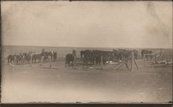 Horses in corral Rushville, NE Postcard Postcard Postcard