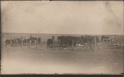 Horses in corral Postcard