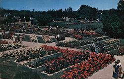 Municipal Rose Garden Tyler, TX Postcard Postcard Postcard