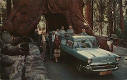 Yosemite National Park, California, Wawona Tree Postcard