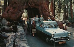 Wawona Tree Yosemite National Park, CA Postcard Postcard Postcard