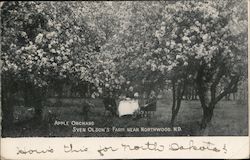 Apple Orchard Sven Olson's Farm Near Northwood, ND Postcard Postcard Postcard