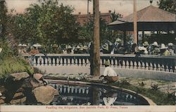 Feeding the alligators - San Jacinto Park Postcard