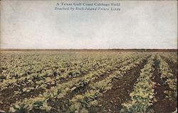 A Texas Gulf Coast Cabbage Field - Reached by Rock Island-Frisco Lines Postcard