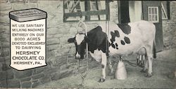 Hershey Chocolate Co. We Use Sanitary Milking Machines Entirely On Our 8000 Acres Devoted Exclusively to Dairying Postcard