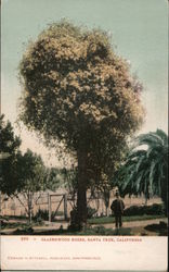 Glazenwood Roses Postcard