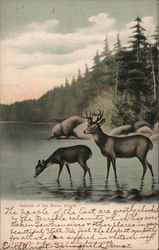 Natives of the Maine Woods - Deer Postcard Postcard Postcard