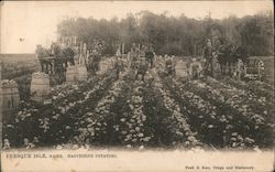 Harvesting Potatoes Postcard